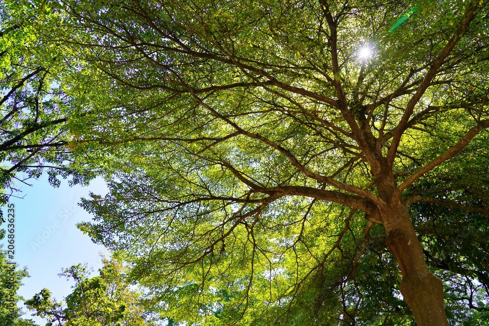 Fototapeta premium Sunlight streaming through tree branches – natural glow and serenity