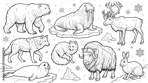 Photos Arctic animals coloring book vector set, hand drawn polar wildlife illustrations