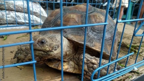 footage of a sulcata tortoise relaxing in its cage recorded from close up
