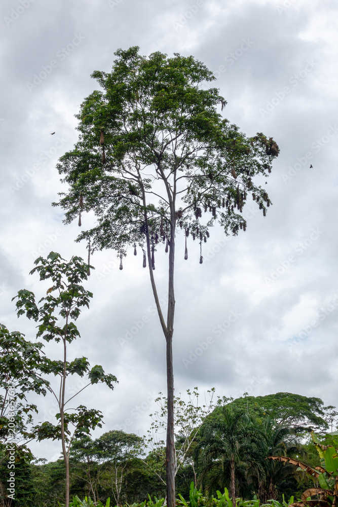 Fototapeta premium Bird Nests Hanging on Tree in Cuyabeno Reserve, Ecuador