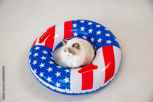 Ragdoll cat with fluffy white fur and blue eyes rests inside an inflatable pool float with an American flag print design on white background. Vacation in USA and pet-friendly concept. 4th of July