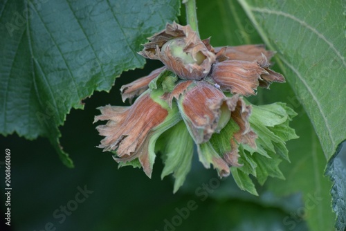 early Nuts