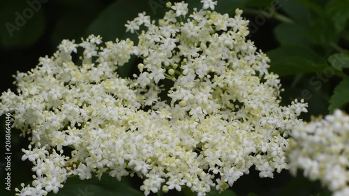 Close Up of White Elderflower Blossoms in Natural Garden Setting