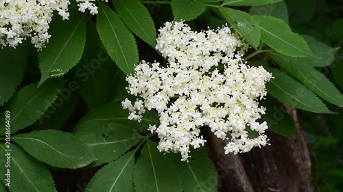 White elderberry flowers blooming on branch with green leaves in summer