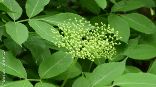 Fresh elderflower blossoms blooming on elderberry bush branch in summer