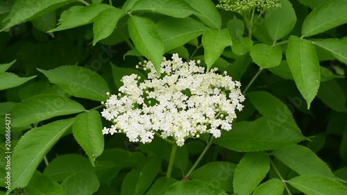 White elderflower inflorescence blooming on a bush among green leaves