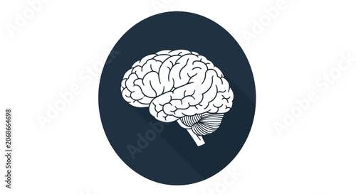 Fotografie Brain illustration with detailed convolutions set against a dark blue circular b