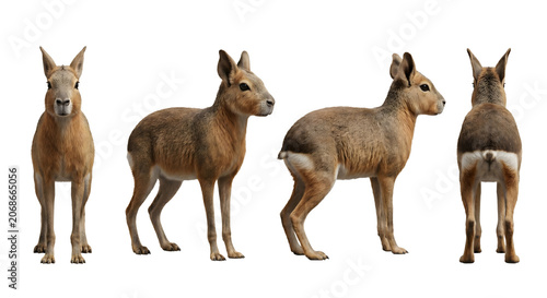 Patagonian mara displays its natural golden-brown coat and quadrupedal structure in a comprehensive four-view design.