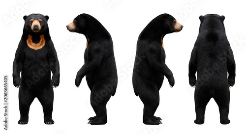 Sun bear is captured in a comprehensive character turn-around showcasing its unique chest markings and physical build.