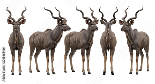 Kudu bull displays its characteristic spiraled horns and striped coat in a multi-angle character sheet.