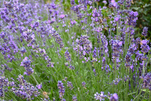 Bild auf Leinwand Close-up of lavender flowers forming a natural background texture, representing calmness and nature