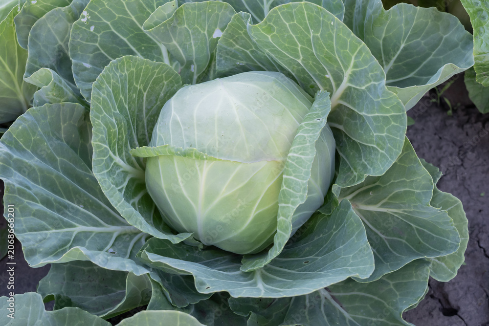 Obraz premium Mature White Cabbage Growing In Farm Garden Ready For Harvest Agricultural Production
