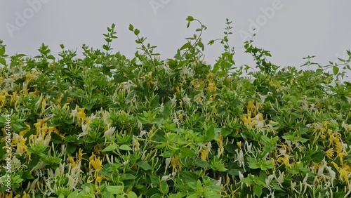 Fotografie Lush green bush with beautiful fragrant flowers blooming in the garden, tracking shot, close-up of vibrant nature, peaceful summer day