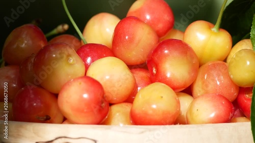 Women's hands placing freshly picked ripe pink cherries into a wooden bowl. Organic fruit harvest in the garden. Sweet, juicy berries rich in vitamins, perfect as a natural dessert in a healthy diet.