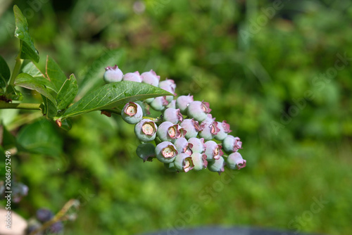 Close-up of a cluster of unripe green and pinkish blueberries, Vaccinium corymbosum, growing on a branch with green leaves