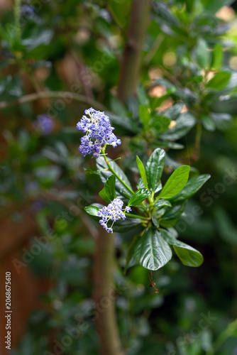 Close-up of small blue flower clusters blooming on a Ceanothus shrub branch with glossy green leaves in a garden