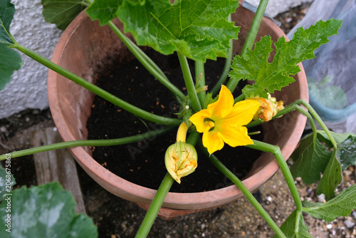 High angle view of a yellow courgette flower blooming on a Cucurbita pepo plant growing in a terracotta pot with dark soil