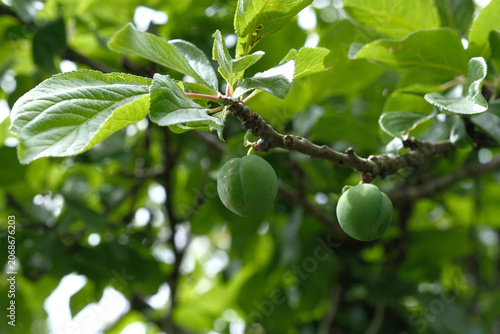 Two green greengage plums, Prunus domestica subsp. italica, growing on a tree branch surrounded by lush green leaves