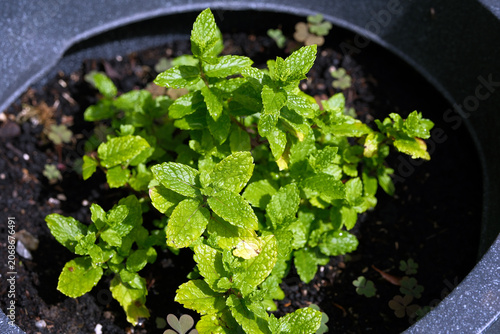 High angle view of a vibrant green mint plant, Mentha, growing in dark soil inside a large dark container