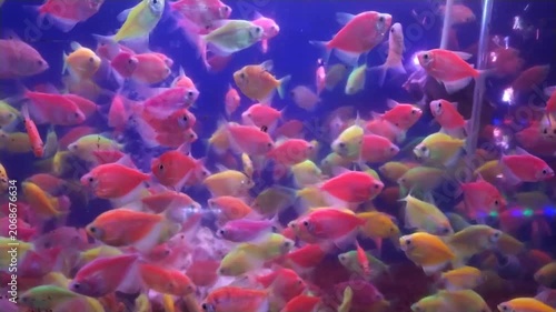 footage of a school of colorful fish swimming around in aquarium recorded from close up