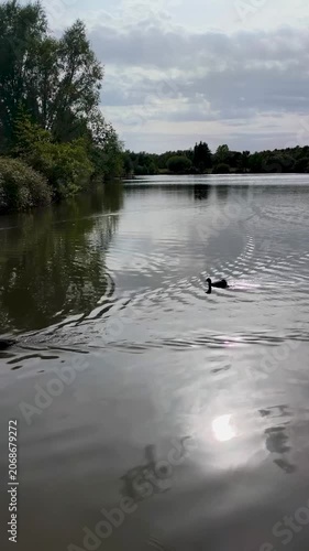 Pair of ducks gliding across reflective lake under overcast sky
