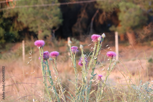 Vibrant Pink Wild Thistle Flowers Blooming on Spiky Stems in a Dry Summer Meadow