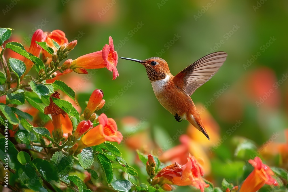 Obraz premium Delicate hummingbird feeding on vibrant trumpet vine blossoms in summer