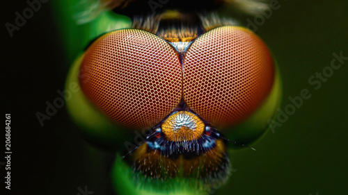 Fotografija Dragonfly compound eye macro showing ommatidia pattern
