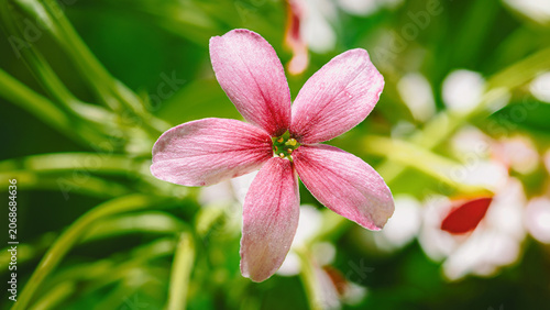 Rangoon creeper quiscualis indica flower blooming