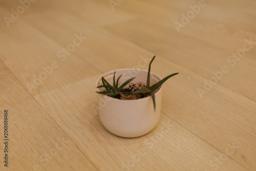 A small green plant in a white pot sits on a light wooden floor in the evening