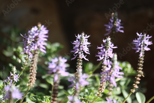 Mass of Purple Coleus Neochilus Flower Spikes Blooming in Bright Sunlight