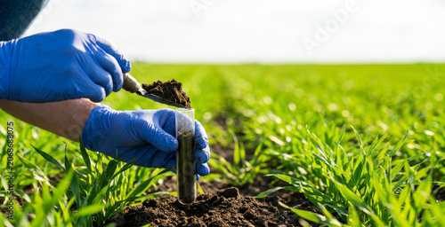 A scientist collects soil samples in a lush green field for analysis, showcasing the importance of soil health in agriculture and environmental research.