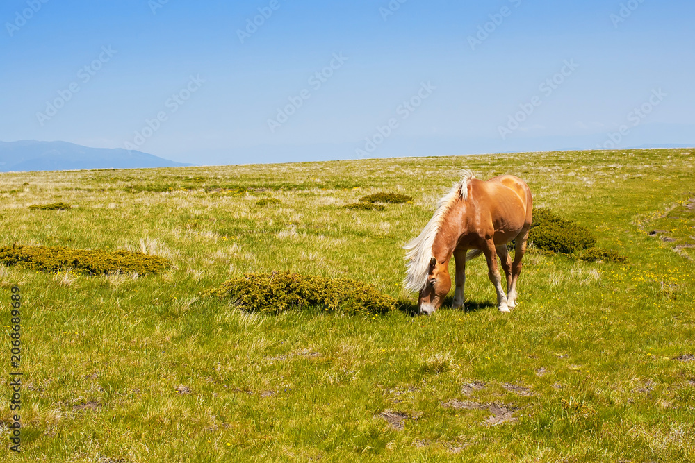 Wall Mural Horse on a summer pasture
