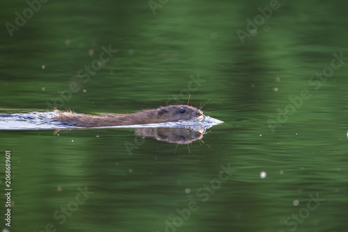 Obraz na płótnie Single muskrat swimming in a calm lake with green trees reflecting on the water