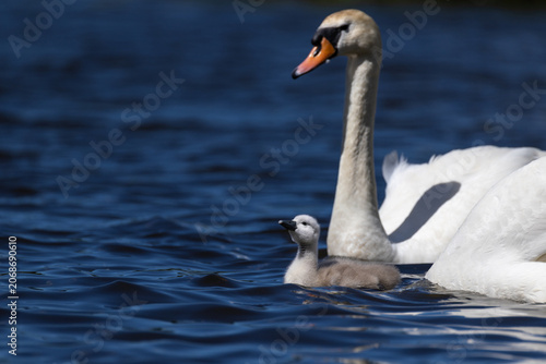 Obraz na plátně Close-up portrait of a small fluffy cygnet swimming on a deep blue lake with its