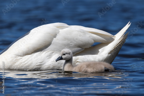 Fotografi Close-up of a small fluffy cygnet swimming on a blue lake right behind its white