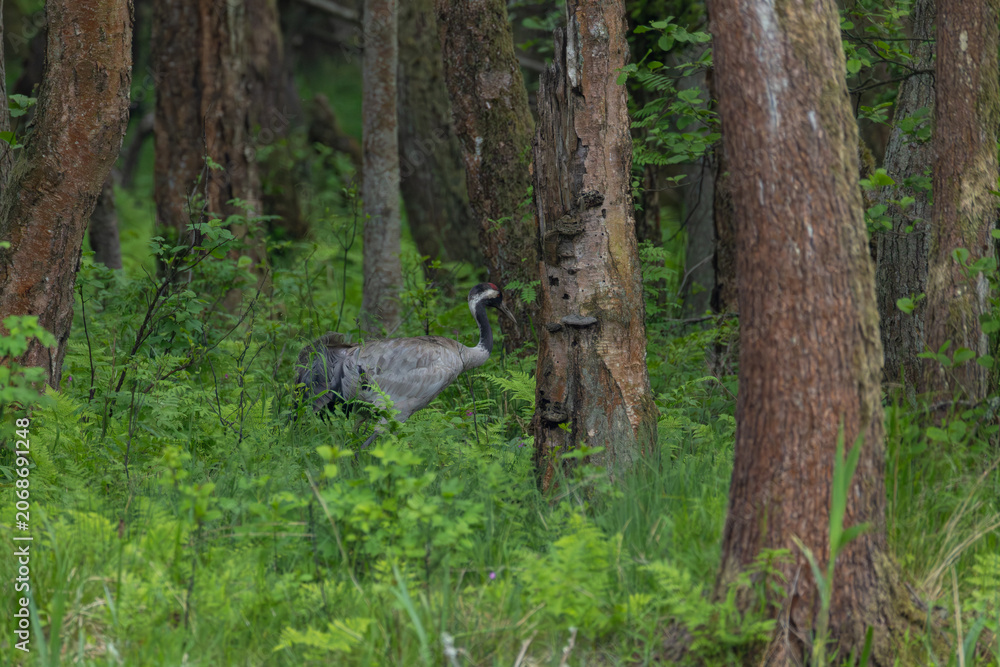 Fototapeta premium Common crane walking through a lush green forest among ferns and tall tree trunks
