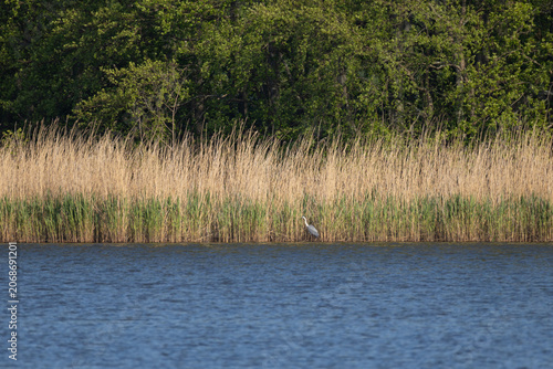 Foto Distant view of a grey heron standing on a lake shore hidden among thick dry and