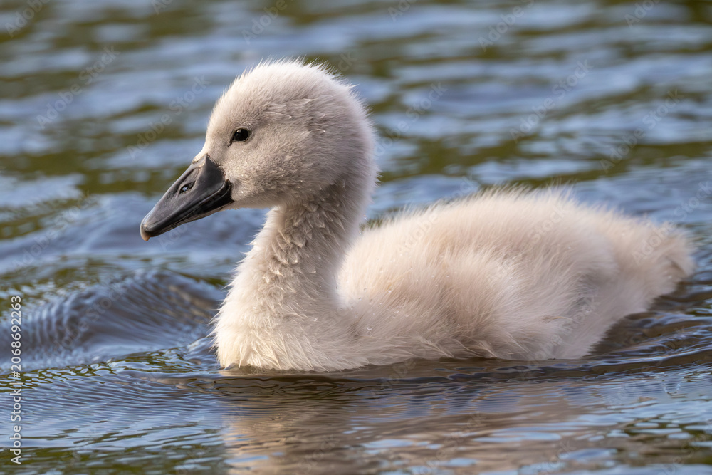 Fototapeta premium Close-up profile portrait of a single cute fluffy grey cygnet swimming on a calm water surface