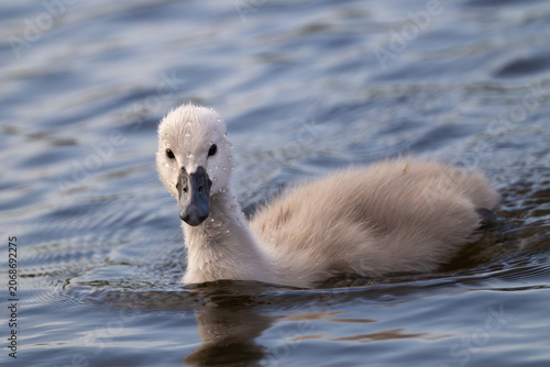 Εκτύπωση καμβά Cute fluffy grey cygnet with glistening water droplets on its head swimming on a