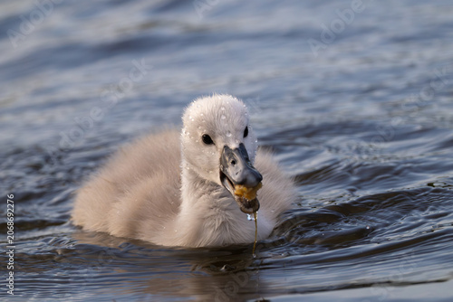 Foto Cute fluffy grey cygnet chewing food with an open beak while swimming on a wavy