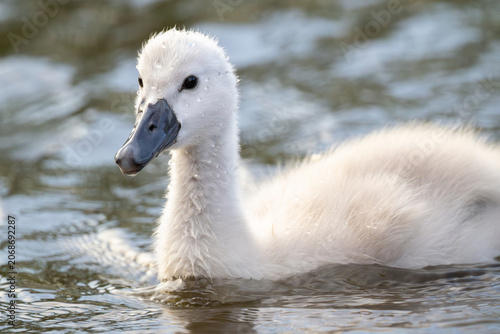 Obraz na plátně Close-up profile portrait of a single cute fluffy grey cygnet swimming on a calm