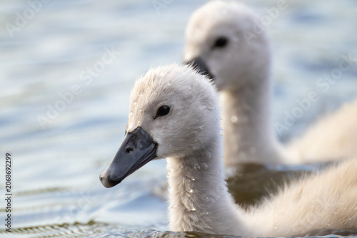 Obraz na plátne Close-up profile portrait of a cute fluffy cygnet swimming on a lake with its si