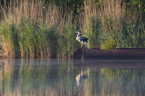 Grey heron standing on a rusty metal structure by the water with reeds in the background and a clear reflection, Curonian Lagoon