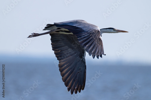 Close-up profile view of a grey heron flying with outspread wings over a calm blue water surface