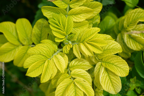 Fényképezés Vibrant yellowish green wrinkled leaves show signs of iron deficiency or chloros