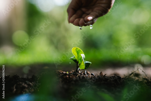 Fotografie Close-up of a hand watering a young green seedling in fertile soil, symbolizing plant growth, environmental conservation, sustainability, hope, and a greener future