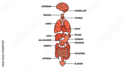 Comprehensive human internal organ anatomy chart with anatomical labels