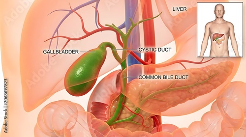 Medical illustration of human gallbladder anatomy with cystic duct and pancreas