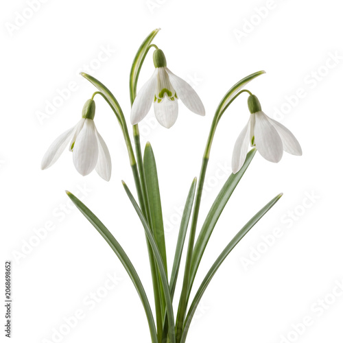 Fotografía Snowdrop Flowers With Green Stems On Transparent Background